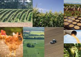 agroalimentaire-cabinet-recrutement-secteur-activite